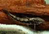 Scleromystax lacerdai