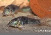 Corydoras Stenocephalus