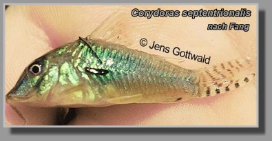  Corydoras septentrionalis