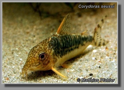  Corydoras seussi