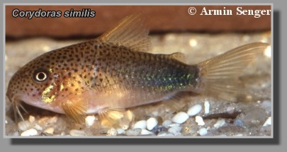  Corydoras similis