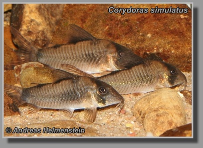  Corydoras simulatus