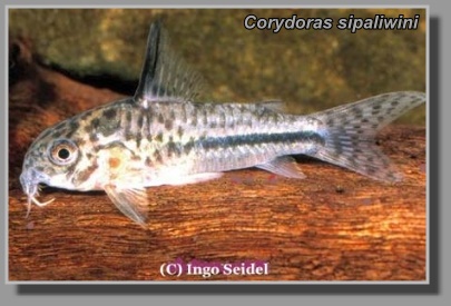  Corydoras sipaliwini