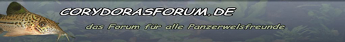 Das Corydoras-Forum