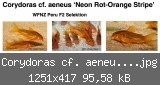 Corydoras cf. aeneus ‘Neon Rot-Orange Stripe’.jpg