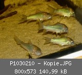 P1030210 - Kopie.JPG