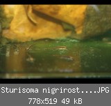 Sturisoma nigrirostrum nachwuchs 01.JPG