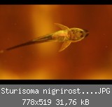 Sturisoma nigrirostrum jungtier 01.JPG
