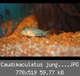 Caudimaculatus jungtier 01.JPG