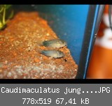 Caudimaculatus jungtier 02.JPG