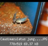 Caudimaculatus jungtier 03.JPG