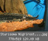 Sturisoma Nigrirostrum weiblich.jpg