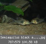 Semiaquilus black and green Nachwuchs 01.jpg