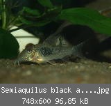 Semiaquilus black and green Nachwuchs 02.jpg