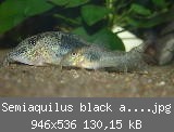 Semiaquilus black and green Nachwuchs 03.jpg