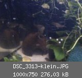 DSC_3313-klein.JPG