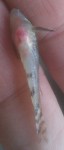 IMAG0523.jpg